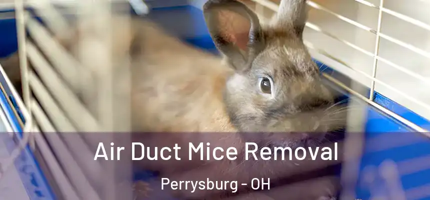  Air Duct Mice Removal Perrysburg - OH